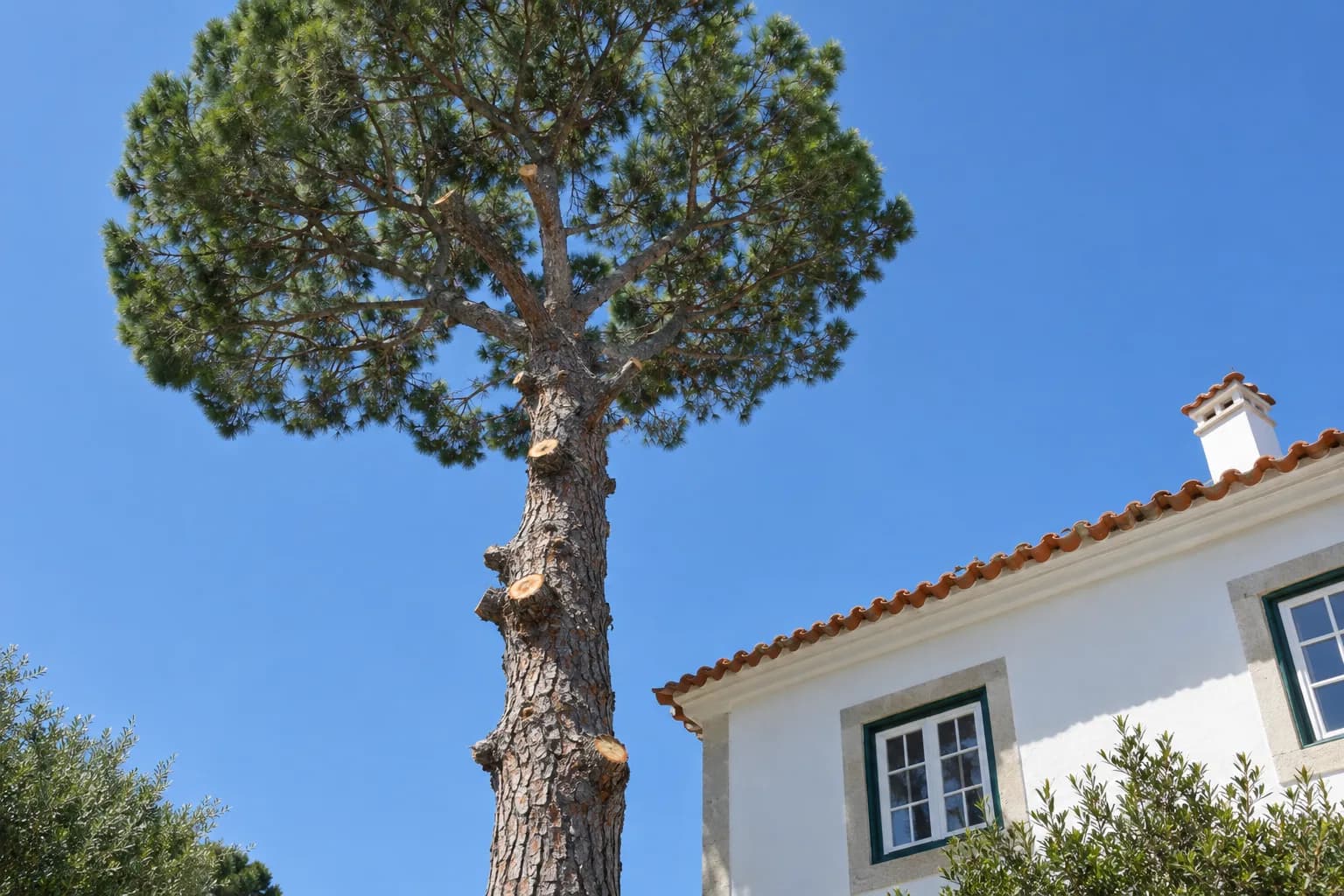 Pinheiro alto junto a uma casa, visto de baixo