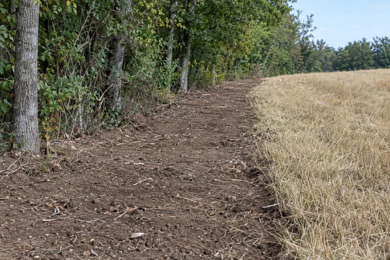 Faixa de terra nua junto a um campo de erva seca e a uma linha de árvores