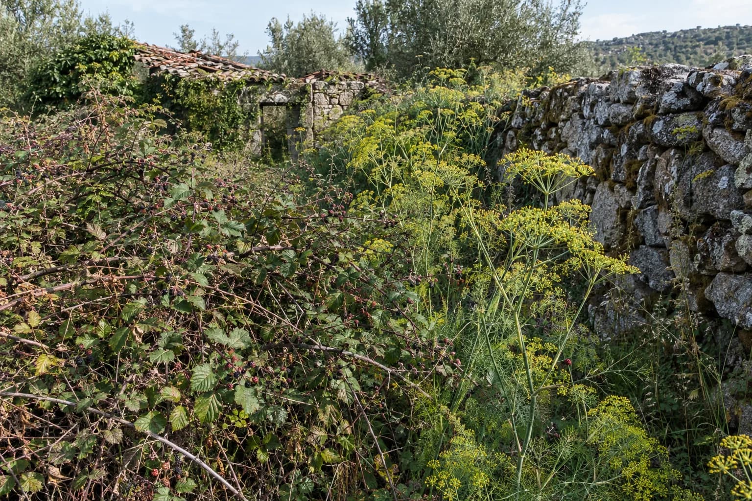 Silvas e funcho bravo num terreno abandonado, junto a um muro de pedra