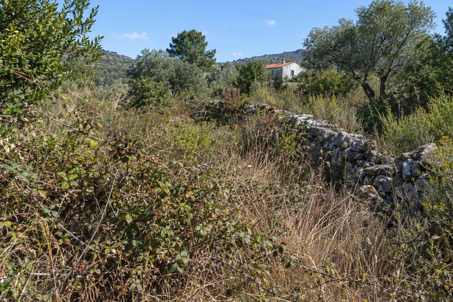 Terreno rural com mato alto, silvas e um muro de pedra