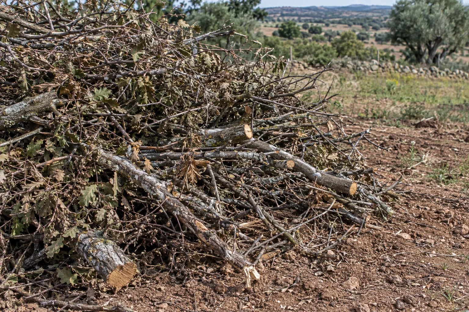 Restos de mato cortado, amontoados sobre terra nua