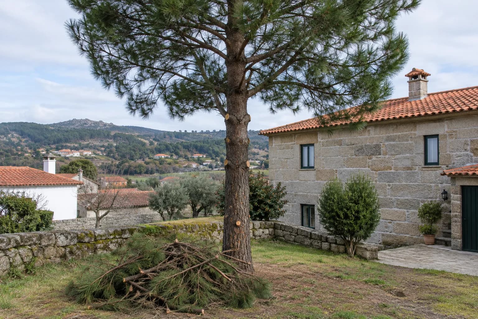 Pinheiro com a parte de baixo podada e ramos cortados no chão, junto a uma casa de granito
