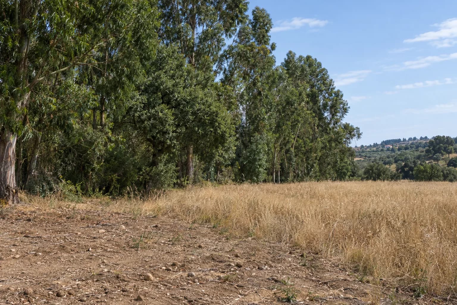 Campo de erva seca junto a uma linha de árvores, com terra nua em primeiro plano